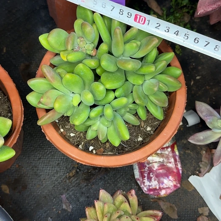 多肉植物一物一拍芒果奶696