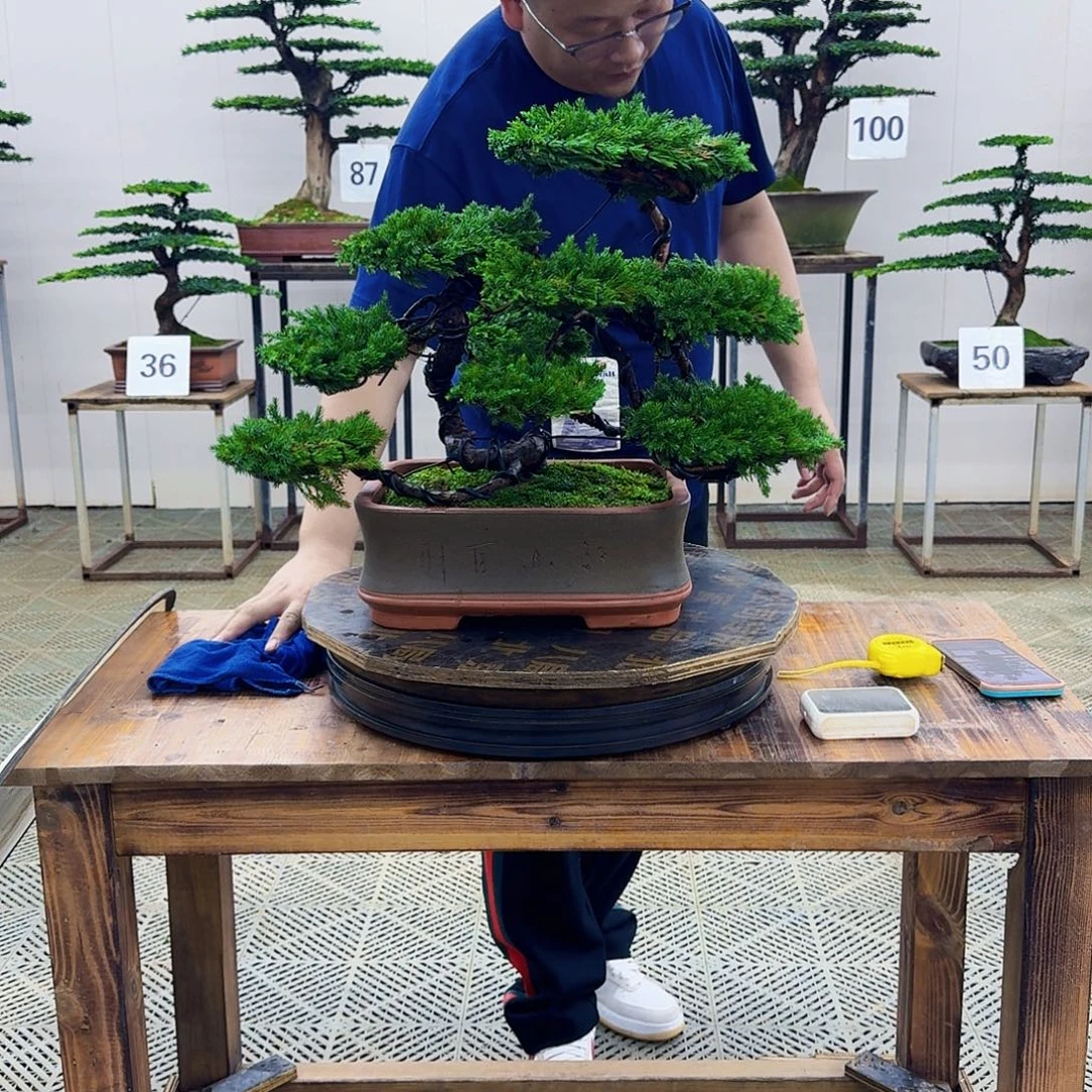 无花朵柏树造型盆景