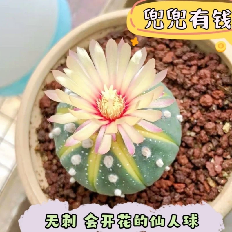 【黄金进兜】星球锦仙人球组合多肉办公桌面防辐好养群生多肉盆栽