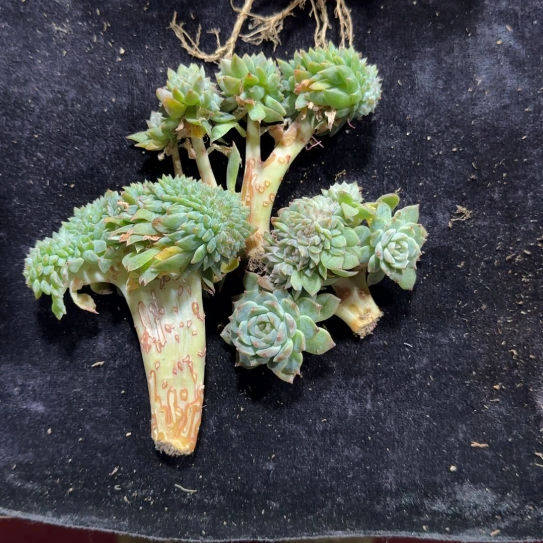 三颗冰魄一起一物一拍