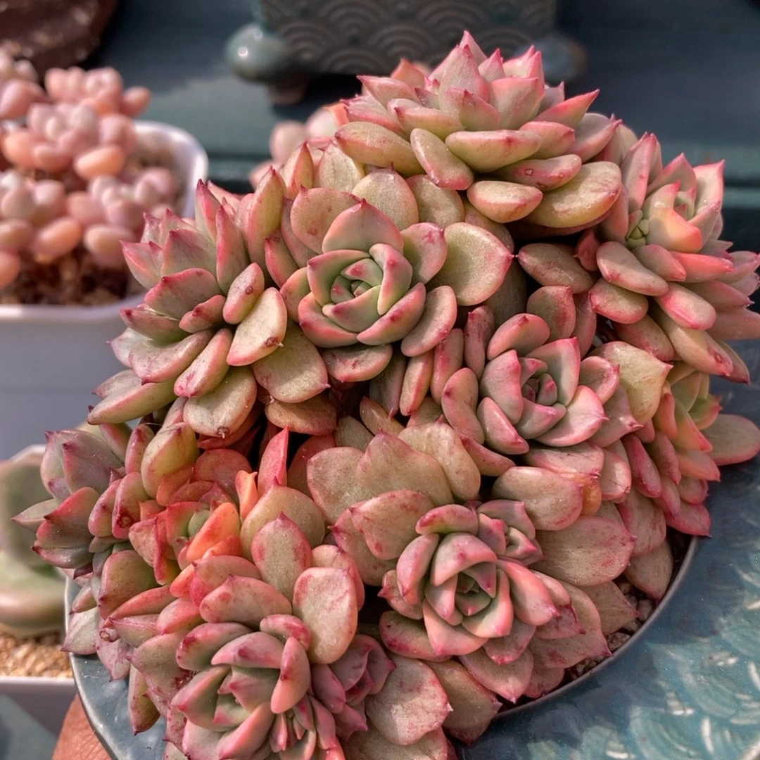 蜡牡丹石化锦一物一拍