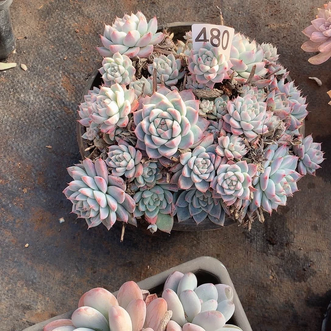 480阿尔巴 一物一拍多肉