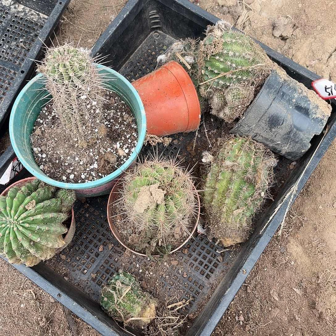 534 号瑕疵瘦瑕疵瑕疵