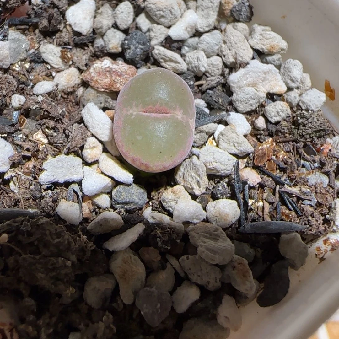 肉锥多肉植物组合-粉安格966