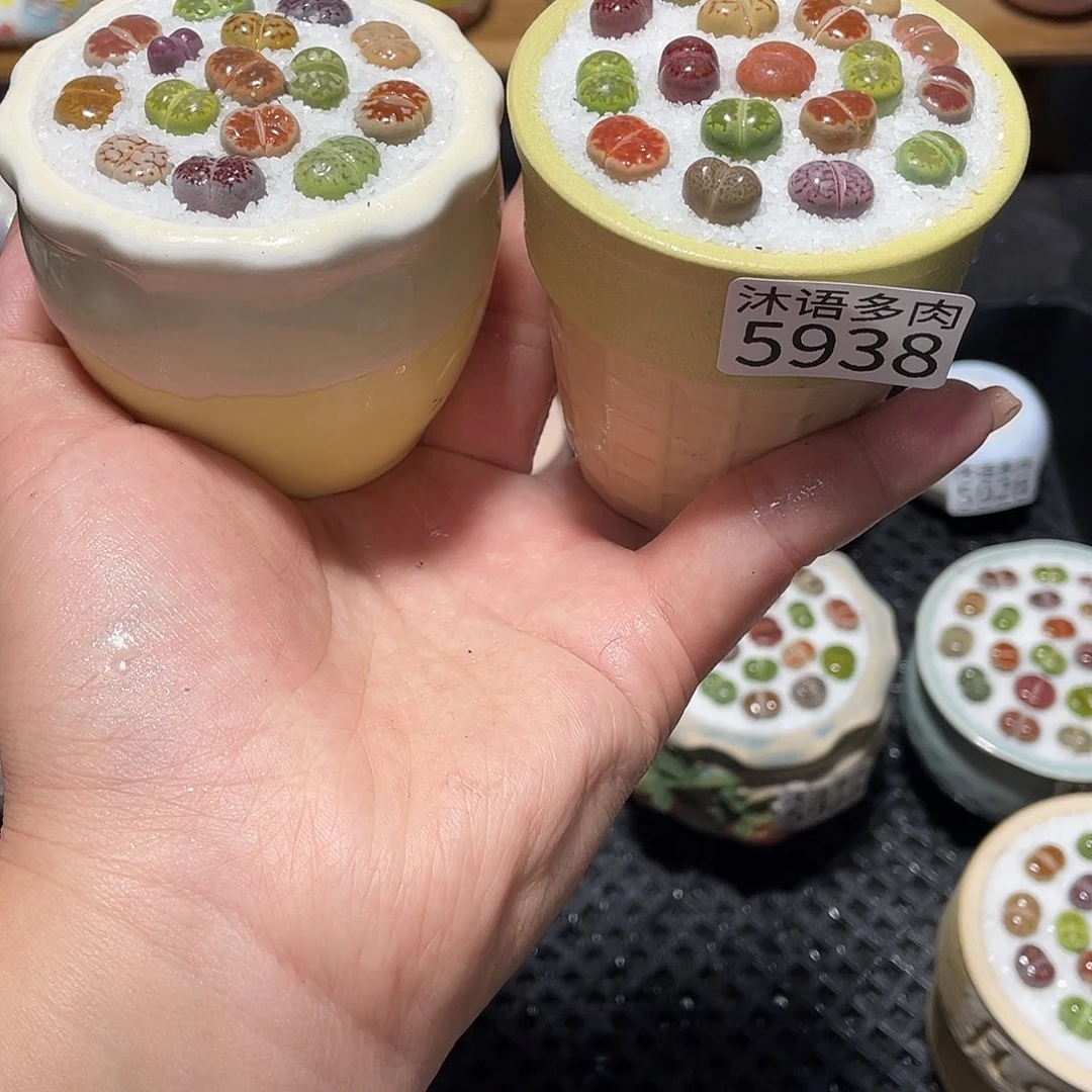 带盆土植物 一物一拍5938