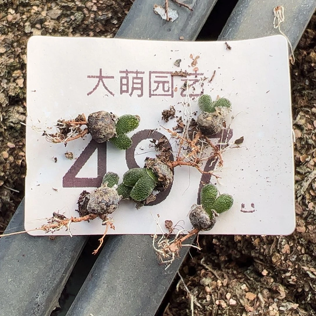 0000量拍能开花的妖奇玉5颗