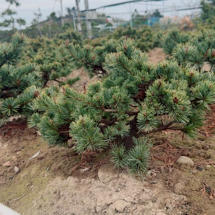 无花朵用****兵f h k k k