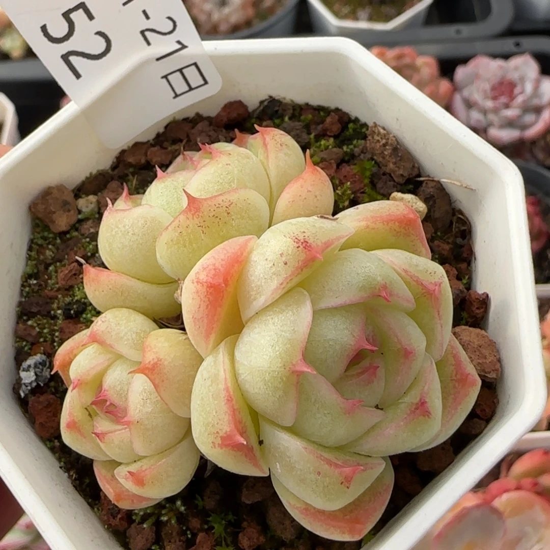 麦秆群一颗脱土发货