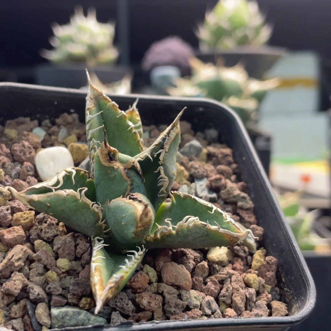 金蟾王88888888888