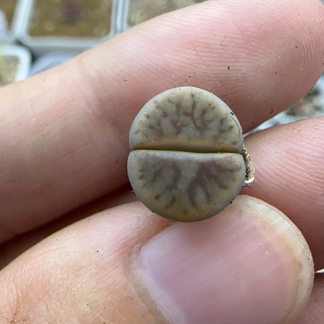 641二蜕粗纹线绚烂