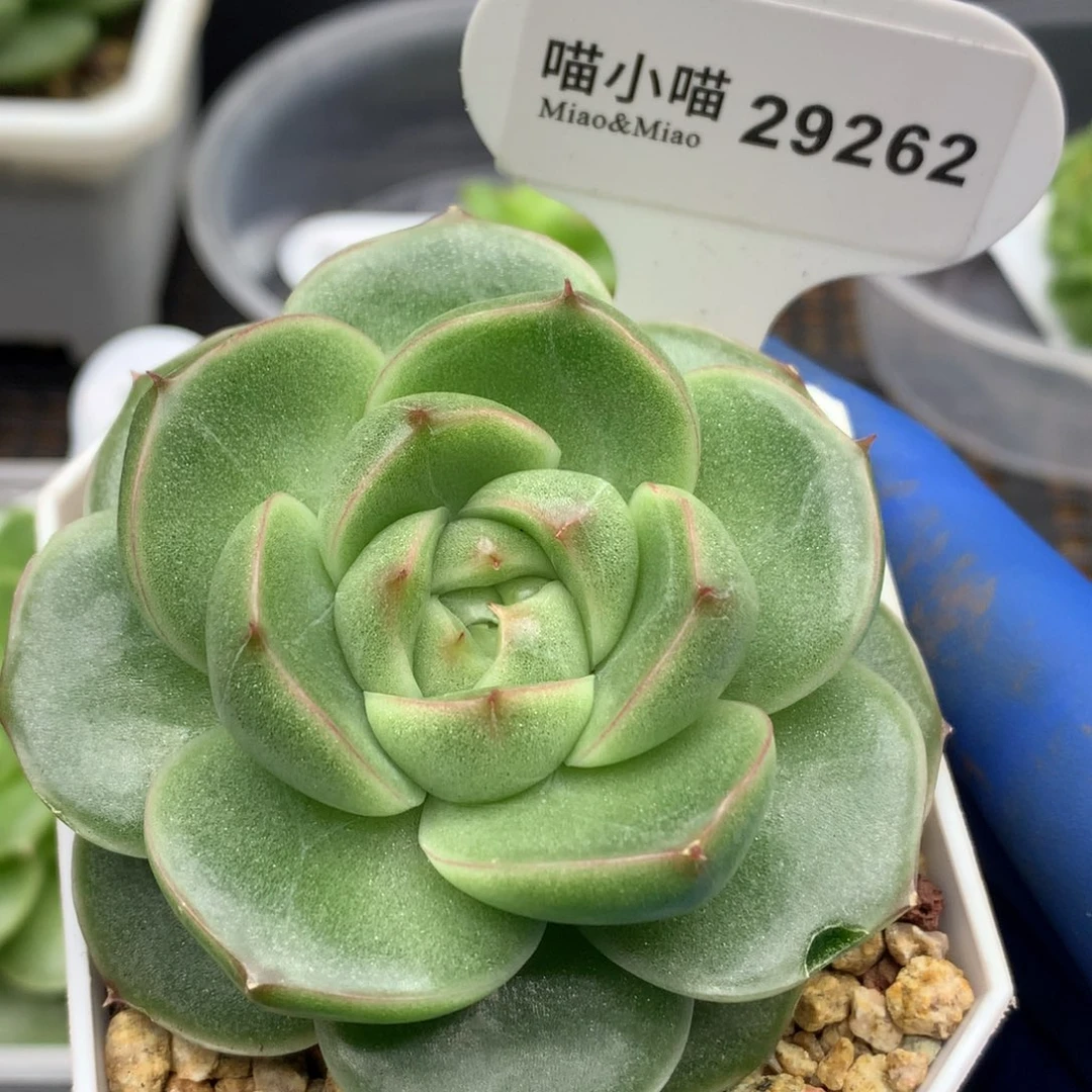 樱****多肉植物杂交珍妮