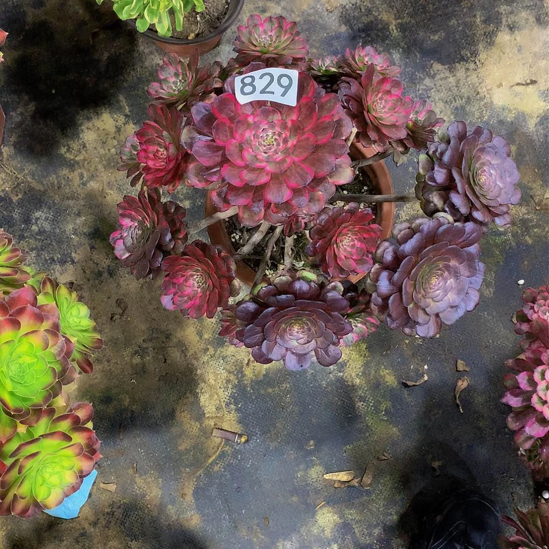 半*829花8888888888