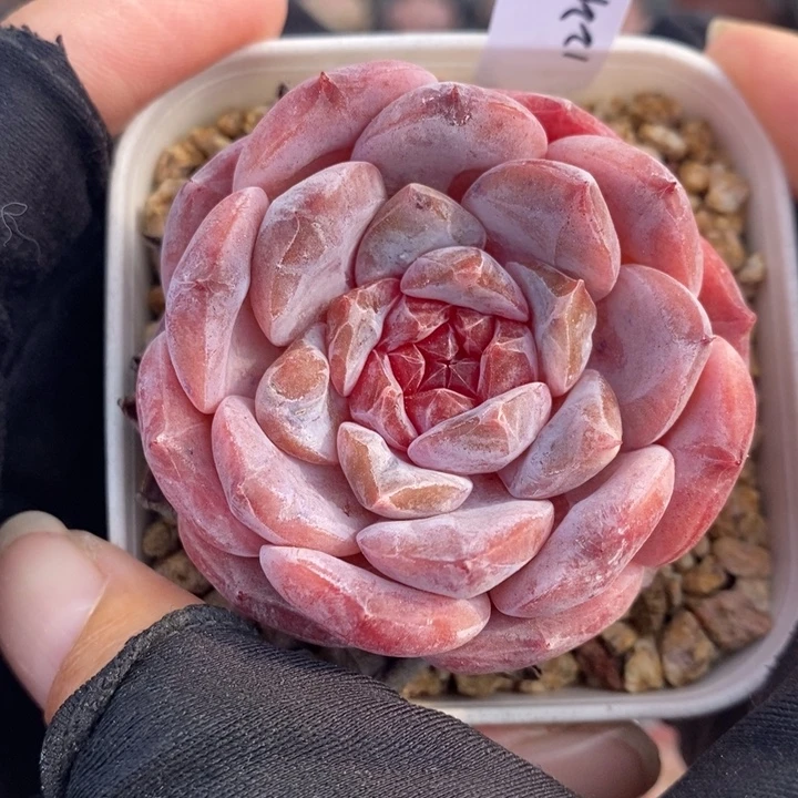 1221-523，糖心多肉