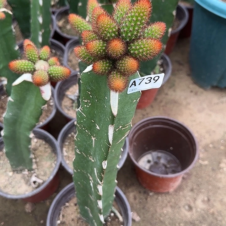 无花朵风****?嫁接金妞橙花739