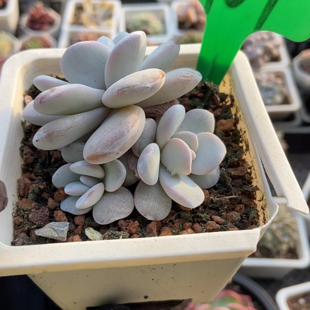 1909。雪莲多肉植物