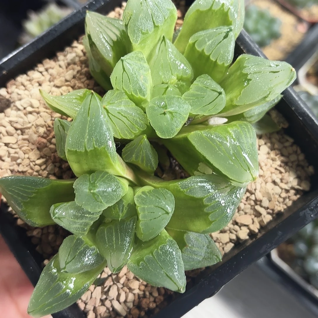 母本冰城寿多肉植物
