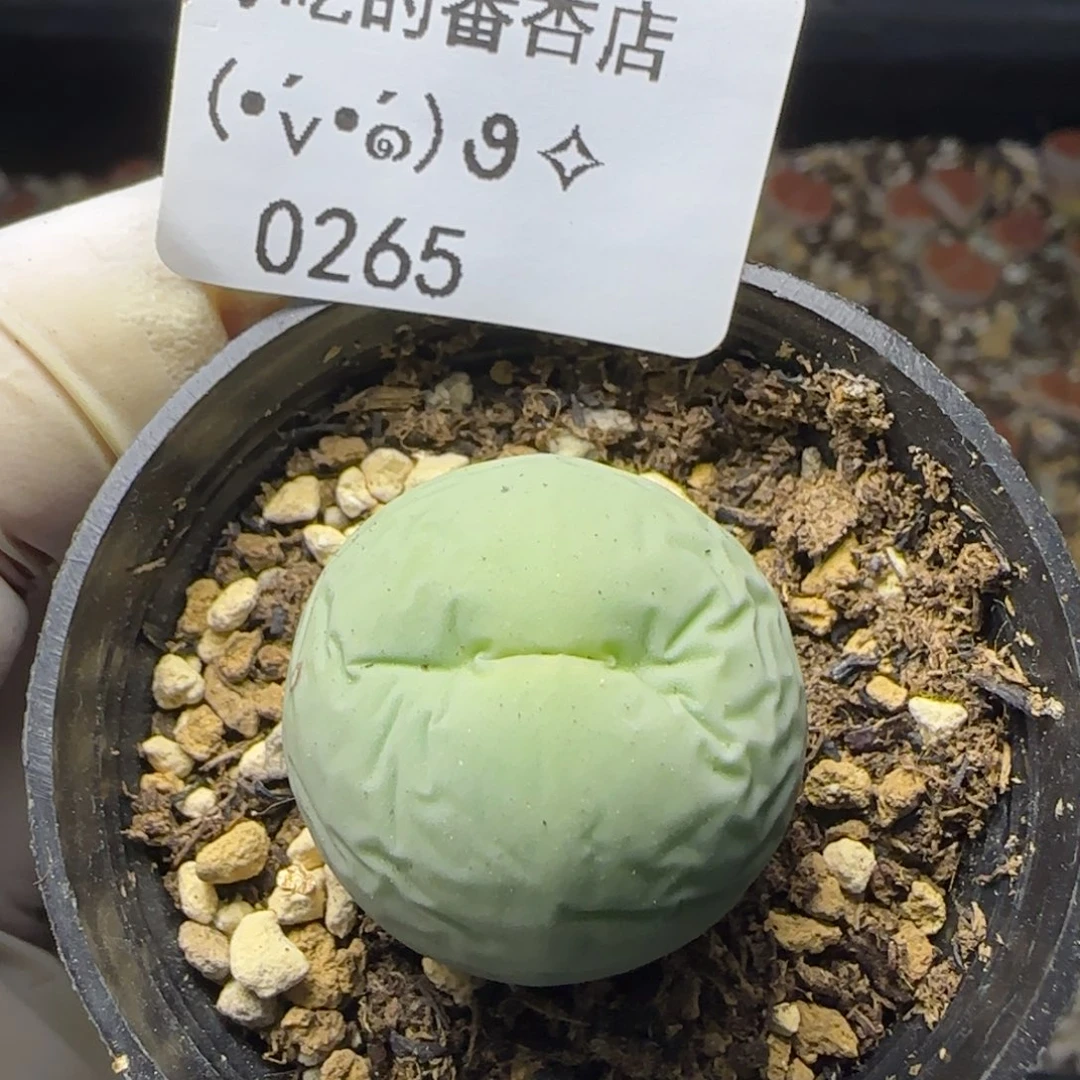 0265。鸽子蛋。2.4厘米。