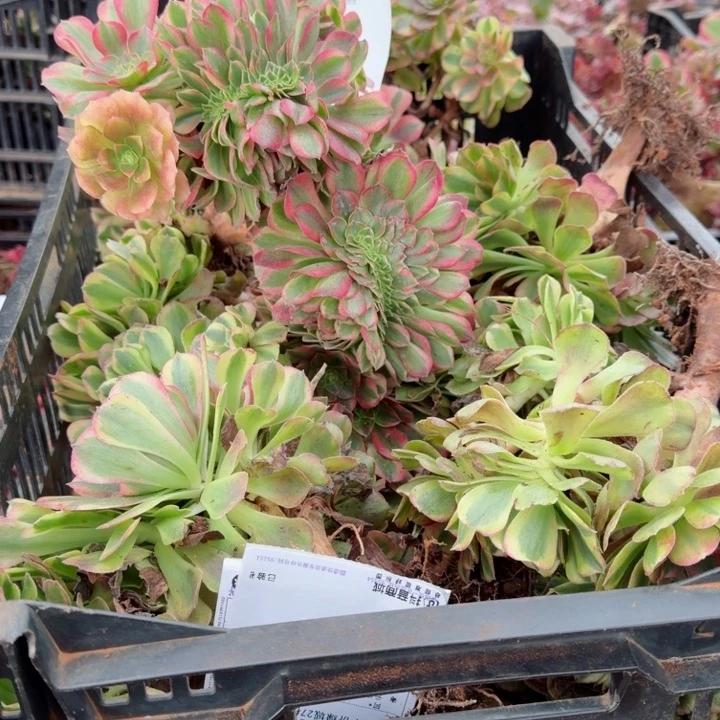 雨荷缀化啊啊啊啊