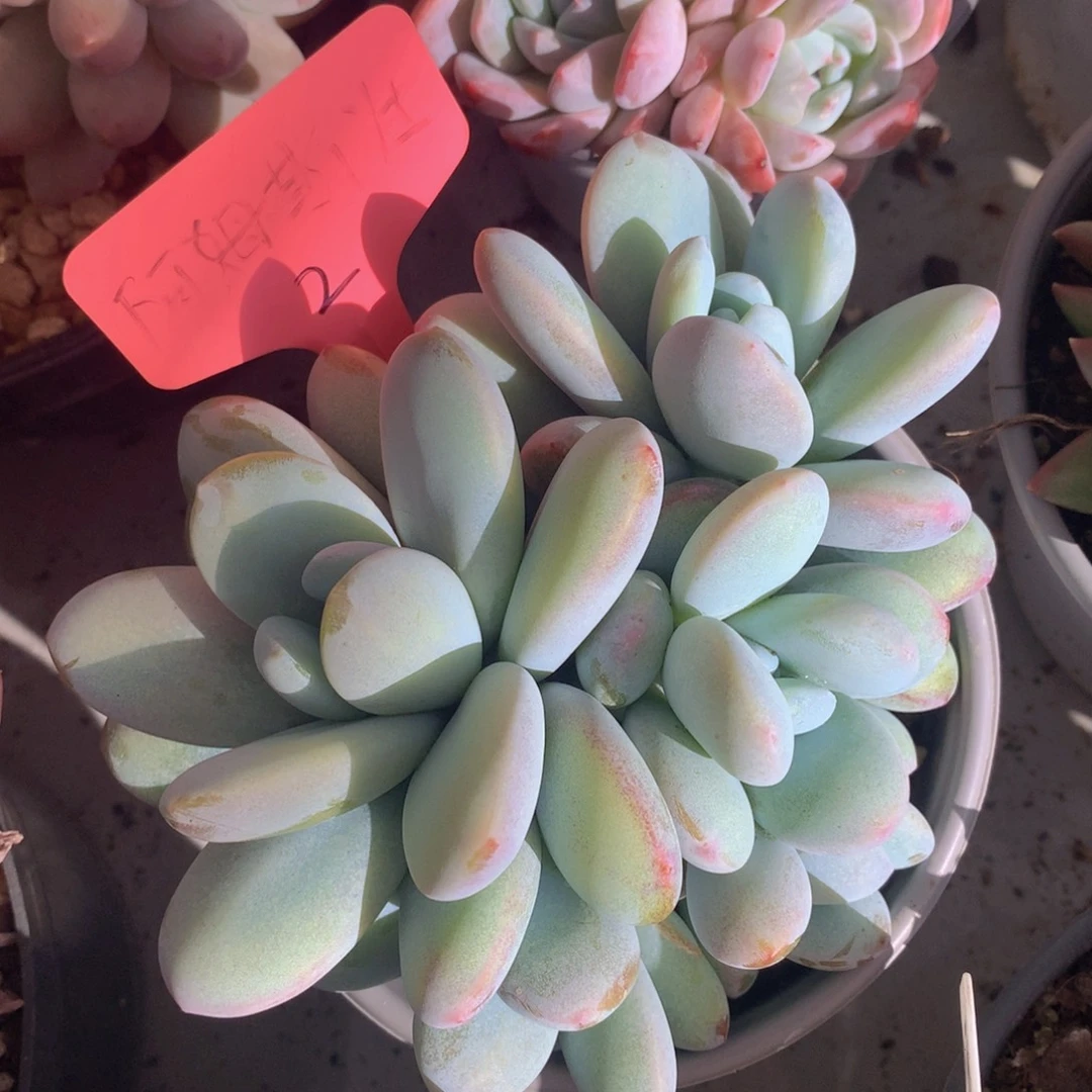 雪美人读肉哦哦租黑五263727