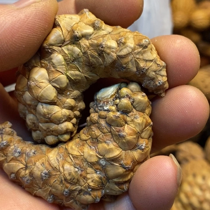 桃核吊坠娜姐真的44