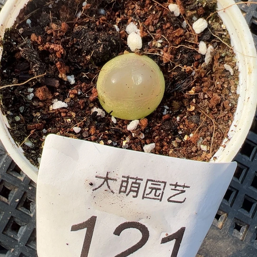 一物一拍带盆土发。  121