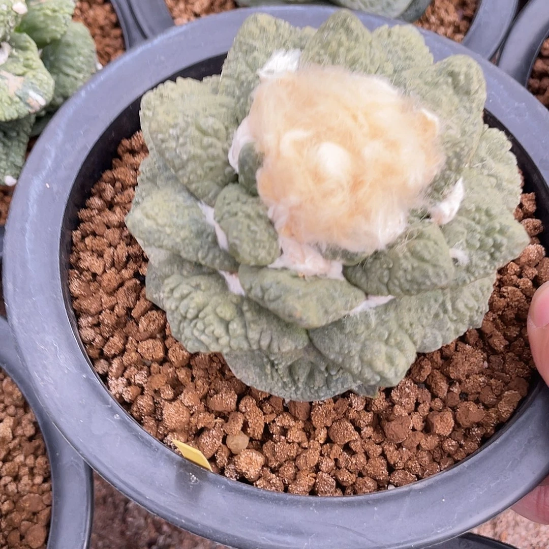 自根牡丹福利福利