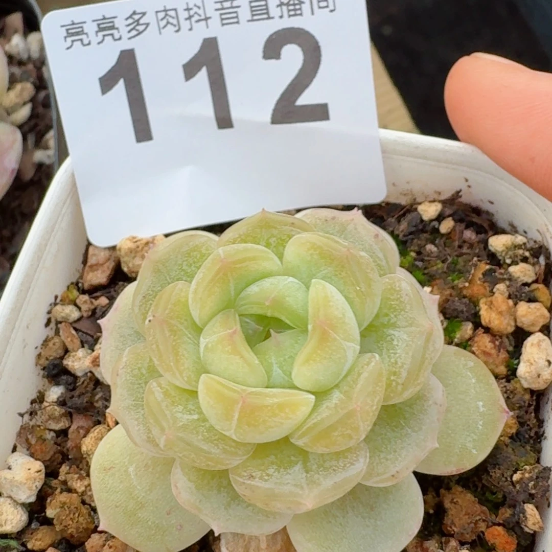 开播福利捡漏随单发满58包邮