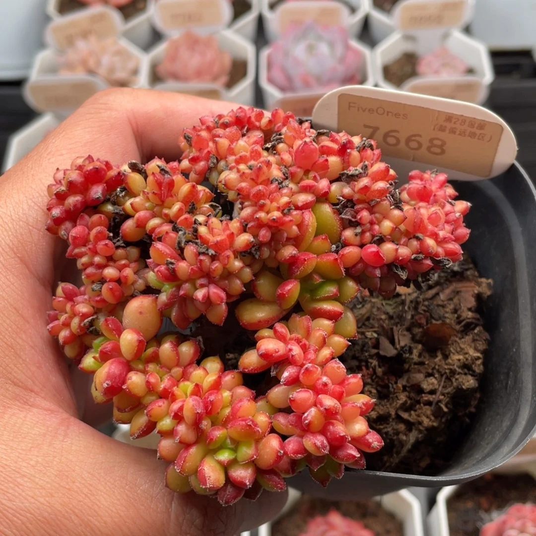 红唇缀7668-9.5厘米