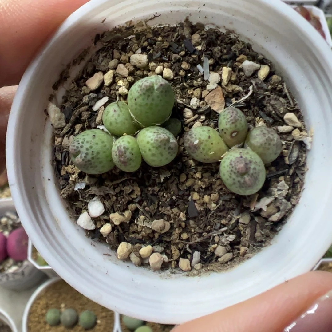 133草莓斑马带盆土发货