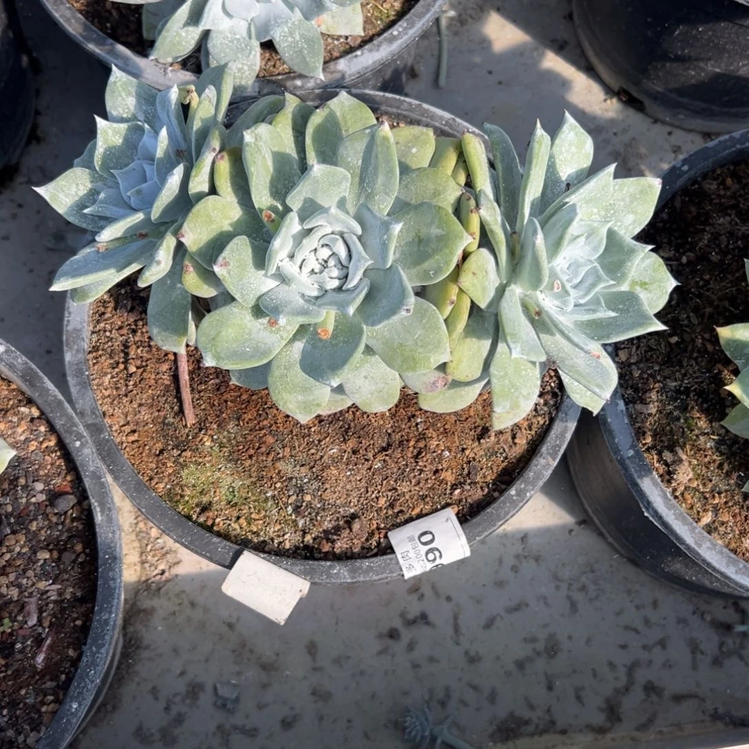 牡丹苹果呀～一物一拍090