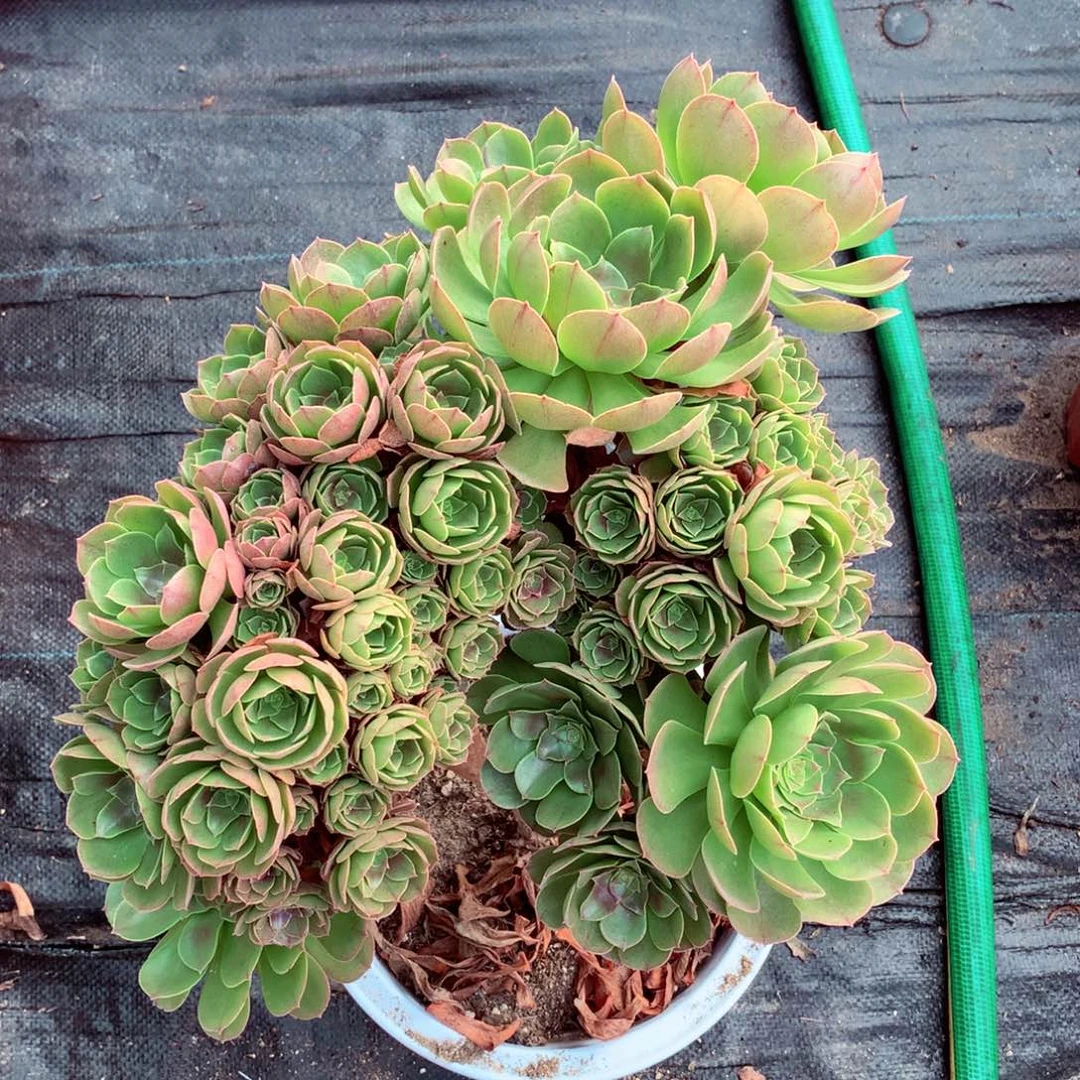 特价万缀朵朵，微瑕不包损