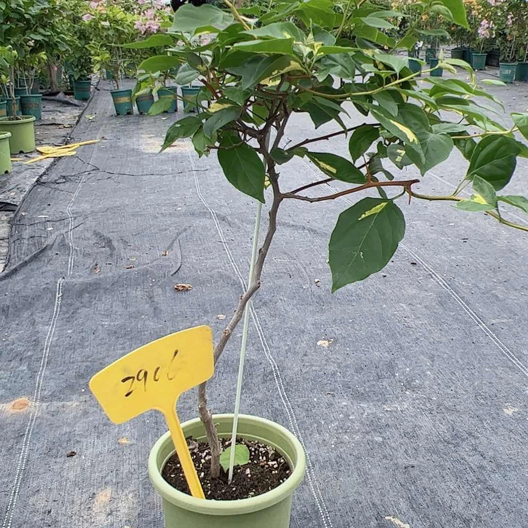 幸***》大部分开放少量花苞2906金心橙白