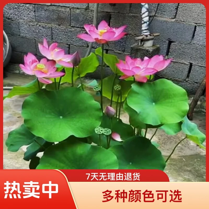 四季荷花种藕种根苗水培盆栽可用于池塘观赏耐热耐寒莲藕水生花卉
