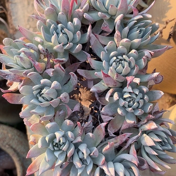 仙女杯多肉植物提取