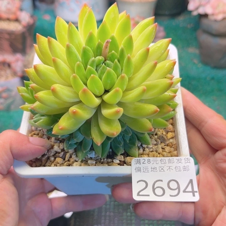 大2694:（zcxggvvv