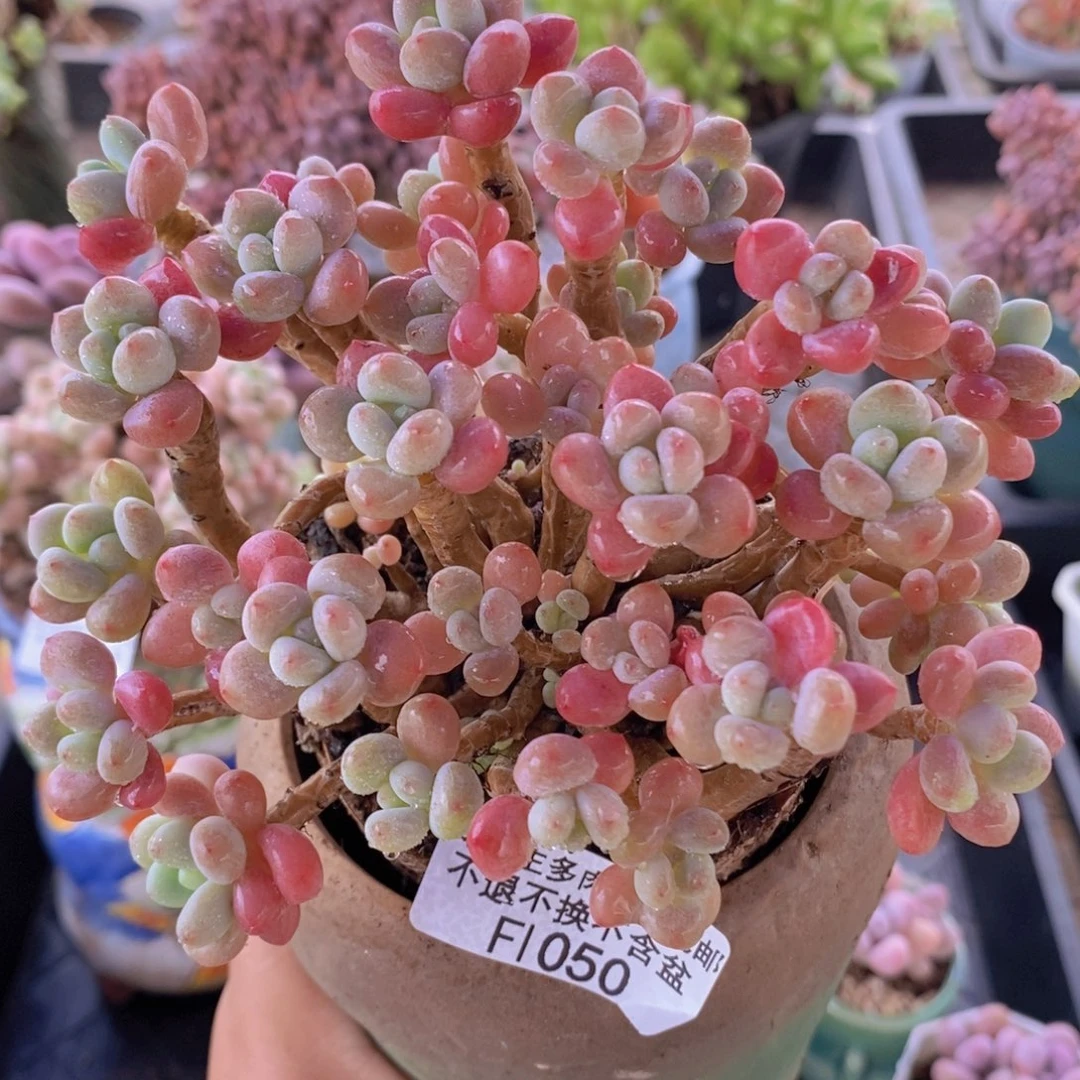 鱼子酱老桩12cm1050多肉植物
