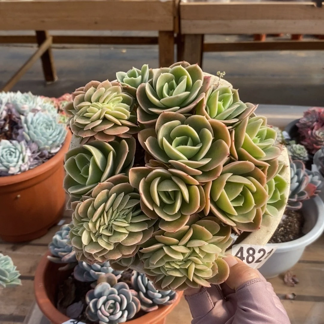 4821星纳塔缀化一物一拍