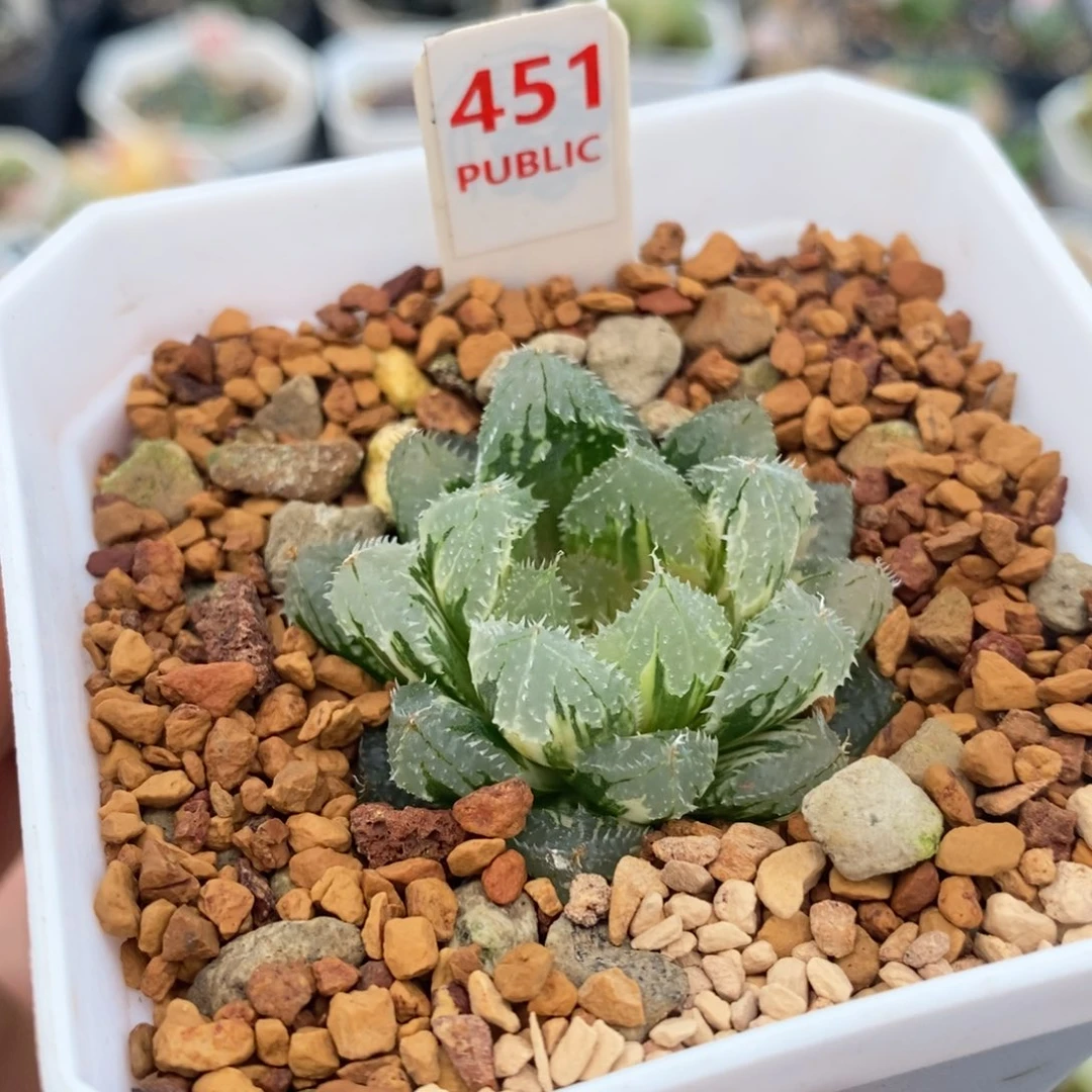 不开花植物451玄冰