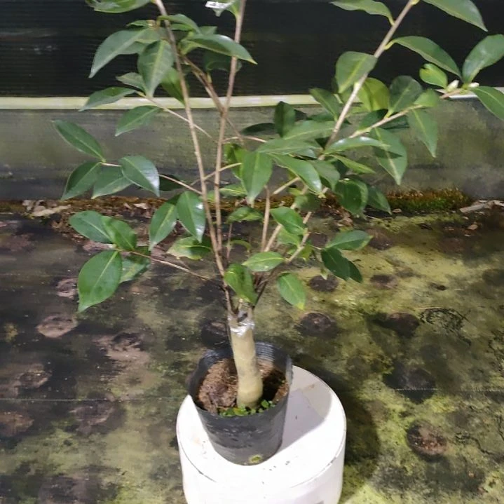 450云茶，原盆原土发货，不包邮