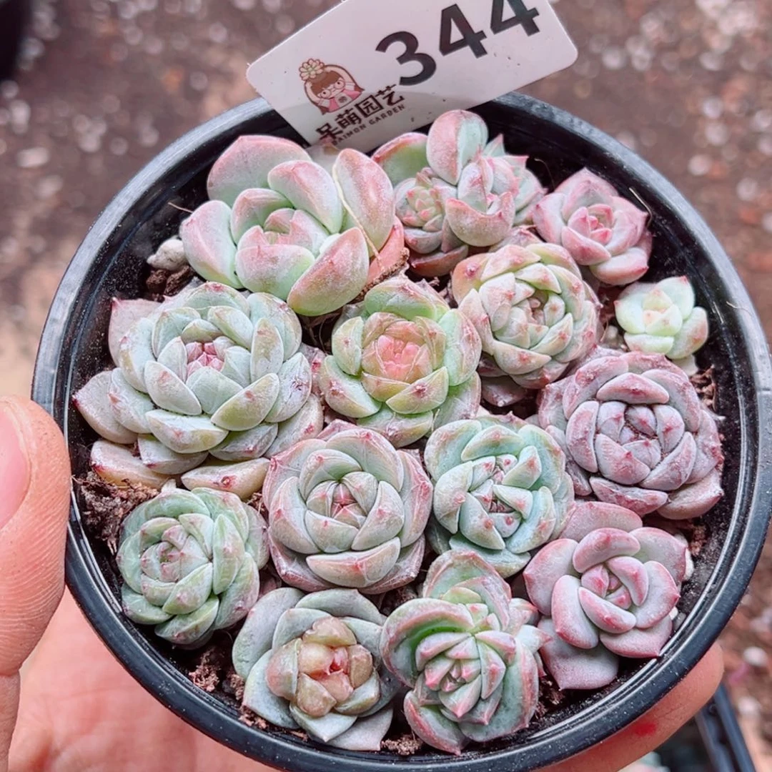 多肉植物多肉植物