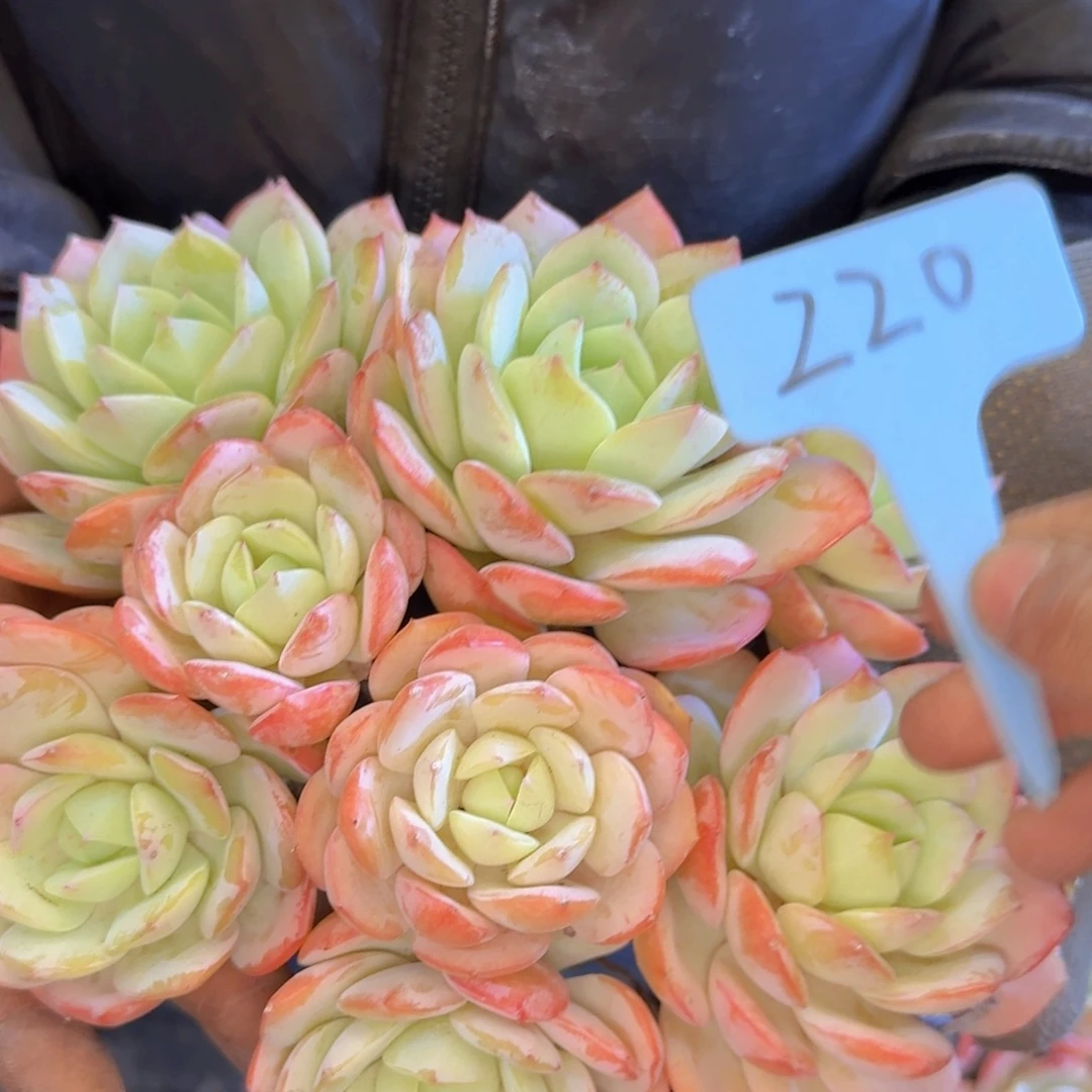 多肉植物的生长发育和生长发育