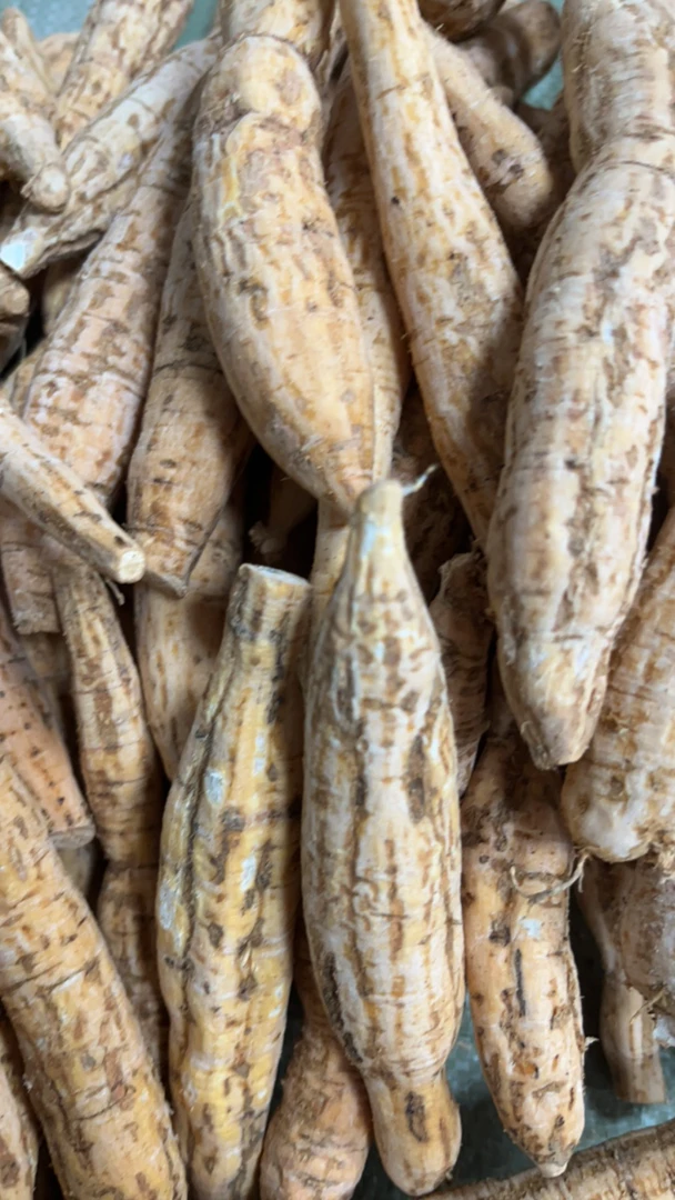 高山现挖新鲜 刮好皮的小圆牛 煲汤泡酒