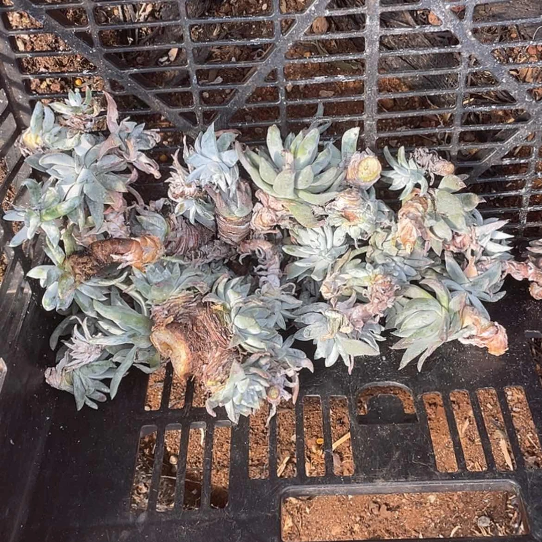 【闪购商品】白菊杂交