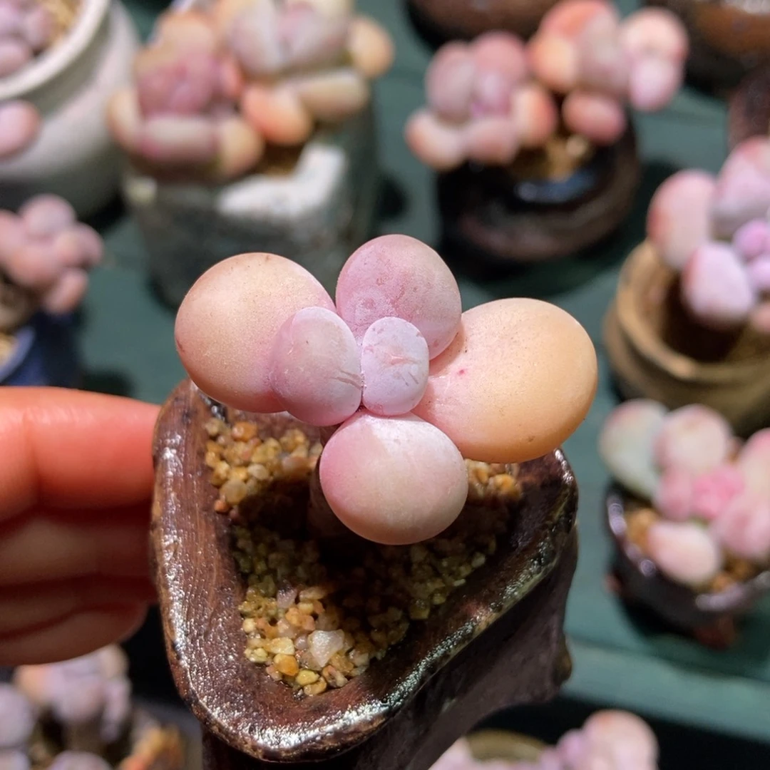 可乐奶酪一物一拍