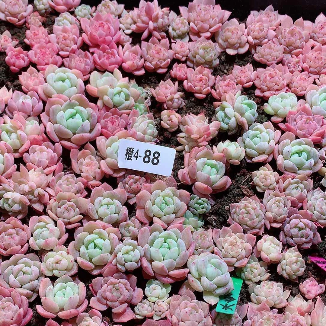4-88一物一拍切糕一整框