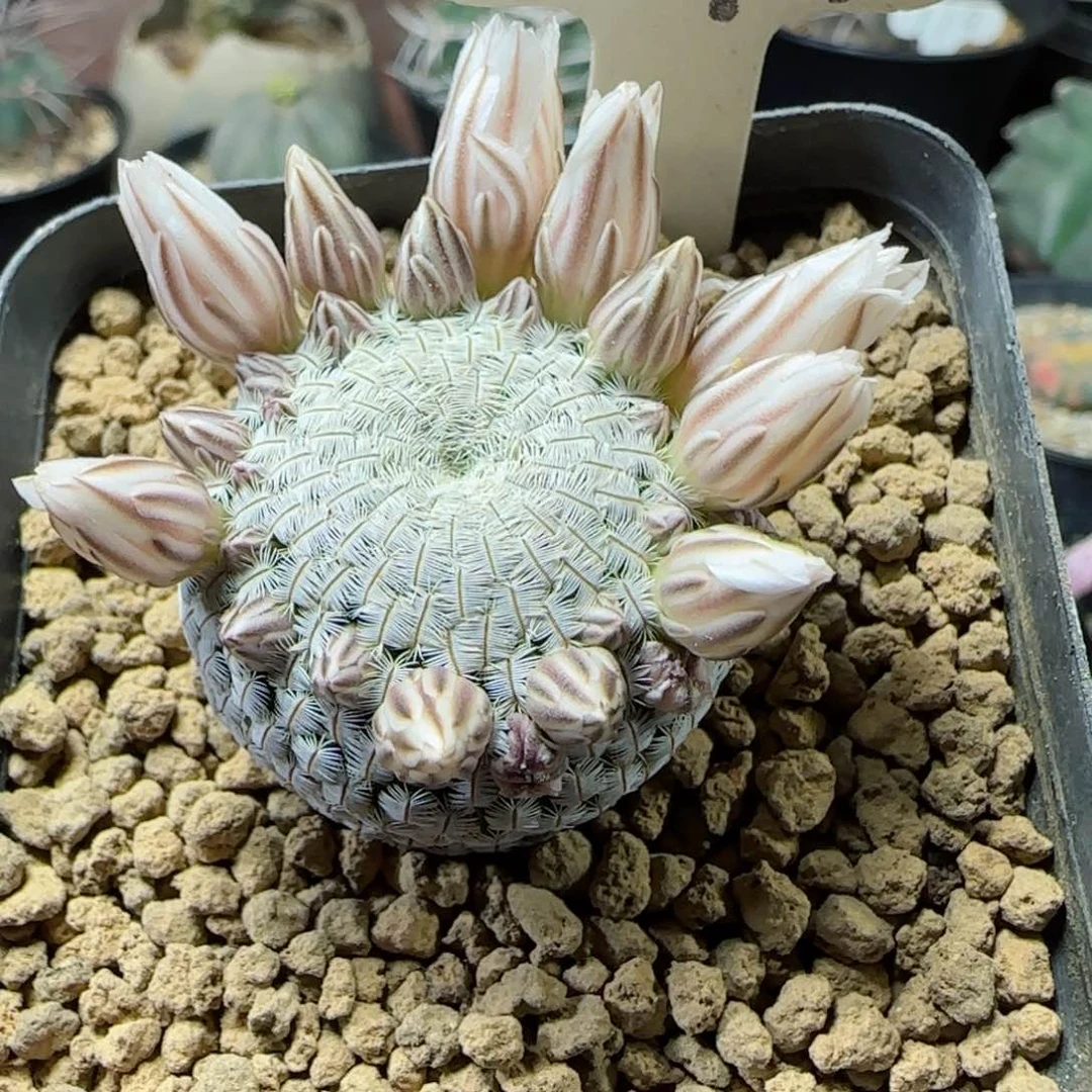 T*?99实生白斜子多肉000000