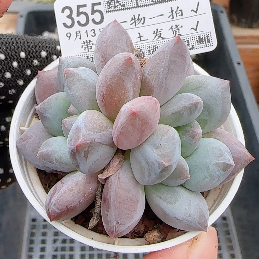 多肉0913-355龙纹麟