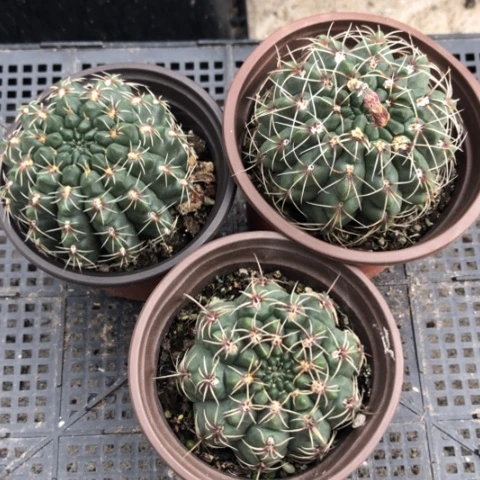 菲花玉3颗一起带盆发货哈哈