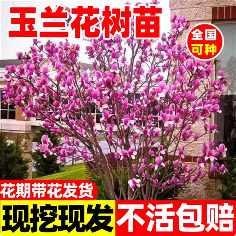 紫玉兰花树苗盆栽红白黄玉兰花苗室外庭院耐寒植物绿化广玉兰花卉