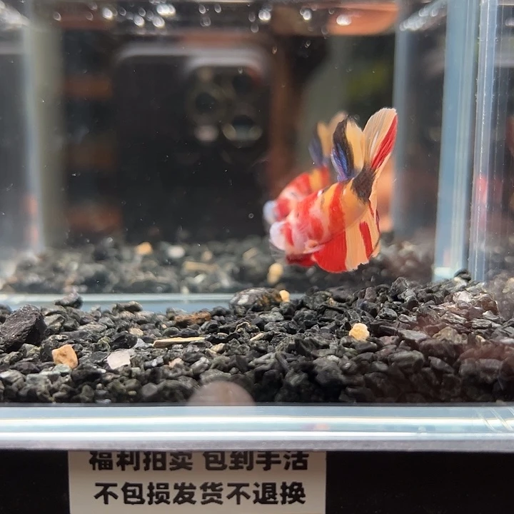 斗鱼竞拍跑单拉黑1日123